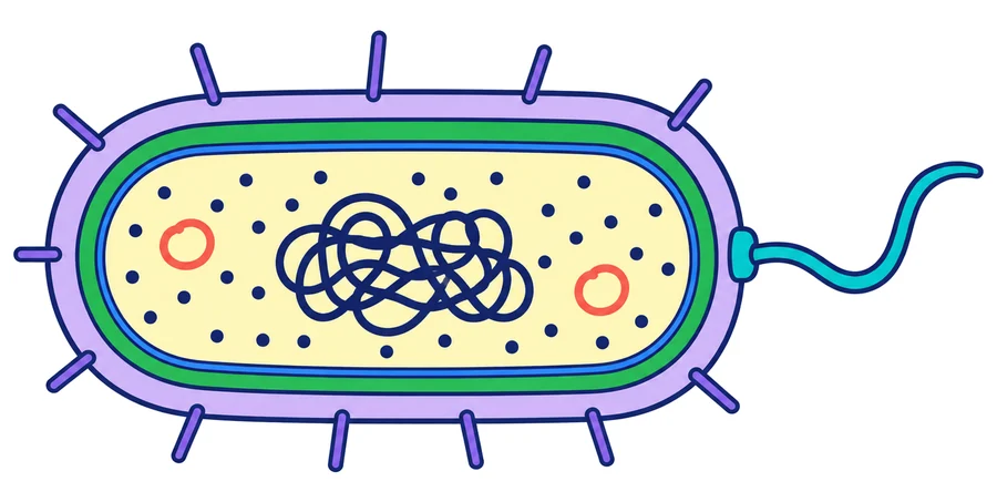 Bacteria cortada por la mitad: cápsula, pared celular y membrana por fuera; dentro, el ADN enrollado en el centro, dos plásmidos y muchos ribosomas; un flagelo largo en un extremo y pelos cortos alrededor.