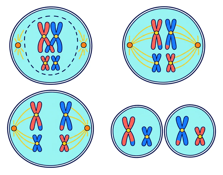 Cuatro viñetas de la meiosis I en una célula con cuatro cromosomas: profase I con los homólogos emparejados y cruzados, metafase I con las parejas en el centro, anafase I con los homólogos yendo a polos opuestos y dos células hijas con dos cromosomas cada una.