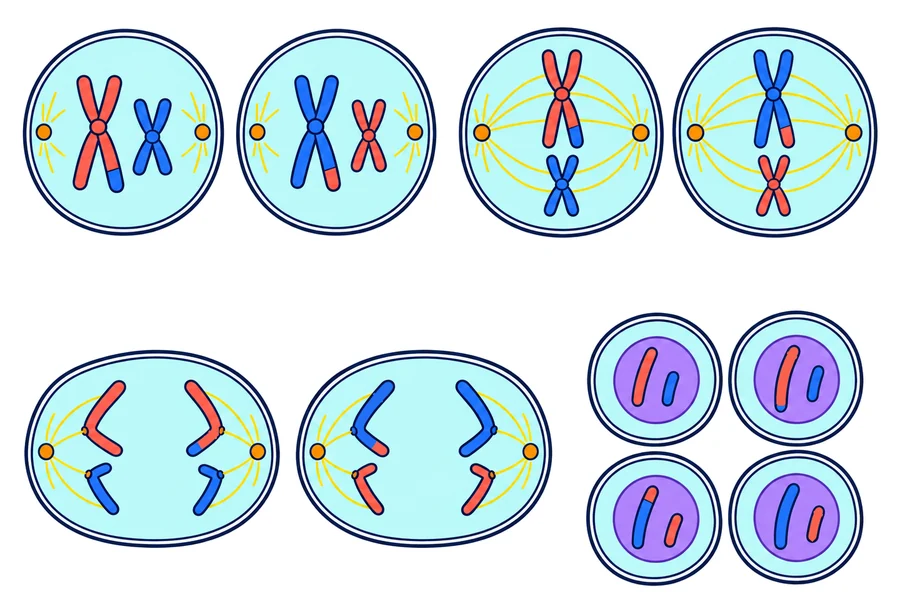 Cuatro viñetas de la meiosis II: dos células con dos cromosomas cada una, los cromosomas alineados en el centro, las cromátidas separándose hacia los polos y, al final, cuatro células pequeñas con dos cromosomas cada una, todas distintas.
