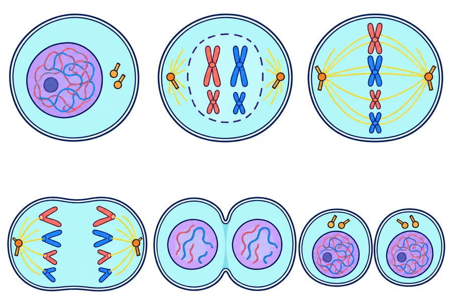 Seis viñetas de una célula animal con cuatro cromosomas que se divide: interfase con el núcleo, profase con cromosomas en X, metafase con los cromosomas en fila en el centro, anafase con las cromátidas yendo a los polos, telofase con la célula estrangulada y dos núcleos, y dos células hijas iguales.