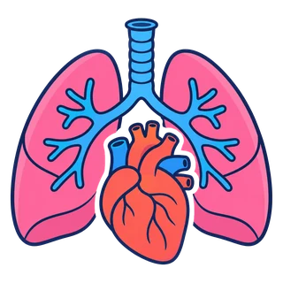 Cuerpo humano