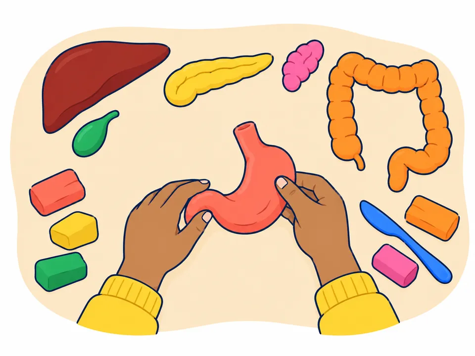 Dos manos dan forma de jota a un trozo de plastilina coral, el estómago; en la mesa esperan el hígado café rojizo, la vesícula verde, el páncreas amarillo, una glándula rosa y el intestino grueso naranja, con bloques de plastilina y una espátula.