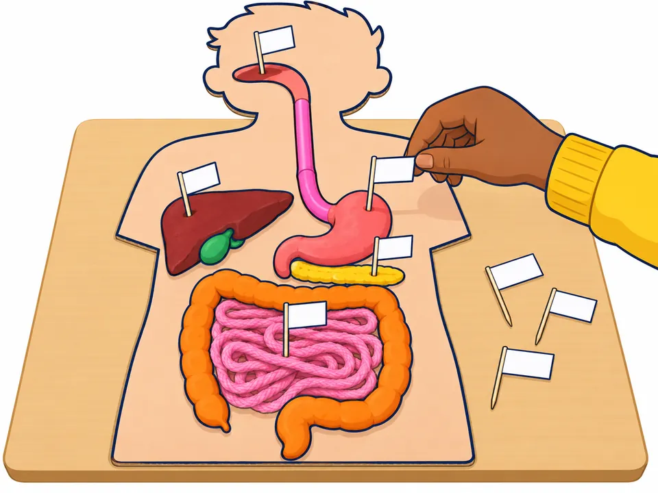 La maqueta casi terminada sobre la mesa: una mano clava una banderita en blanco en el estómago; otras banderitas ya señalan el hígado, el páncreas y el intestino delgado, y tres más esperan sobre la mesa.