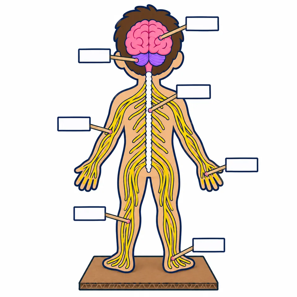 Maqueta del sistema nervioso terminada: una silueta de cartón de un niño entero, vista de espaldas y de pie sobre una base. En la parte de atrás de la cabeza hay un cerebro rosa de plastilina con pliegues y, debajo, un cerebelo morado; de él baja un limpiapipas blanco por el centro de la espalda, la médula espinal, del que salen muchos hilos de estambre amarillo hacia los brazos, las manos, las piernas y los pies. Siete banderitas en blanco: cinco llevan número y dos, en la mano y el pie de la derecha, quedan libres para rotular otros nervios.