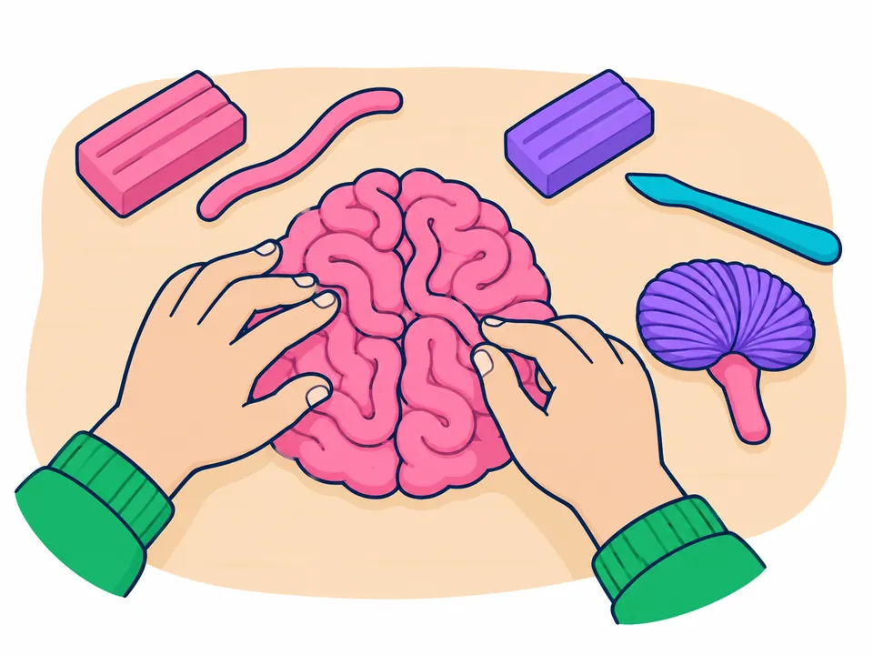 Dos manos colocan churros finos de plastilina rosa en curvas sobre un cerebro de plastilina; al lado esperan el cerebelo morado con rayas, unido a un tronco corto, y bloques de plastilina rosa y morada.