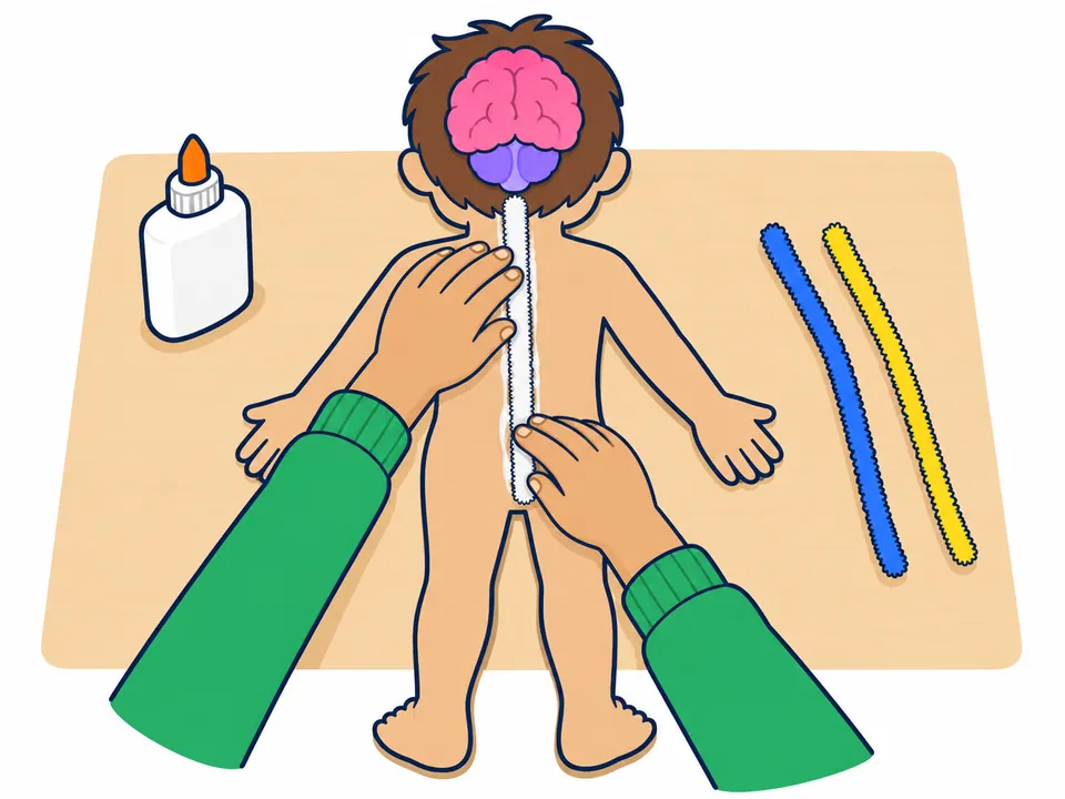 Sobre la silueta de espaldas, con el cerebro y el cerebelo ya pegados en la cabeza, dos manos aprietan un limpiapipas blanco por el centro de la espalda; al lado hay un bote de pegamento y dos limpiapipas más.