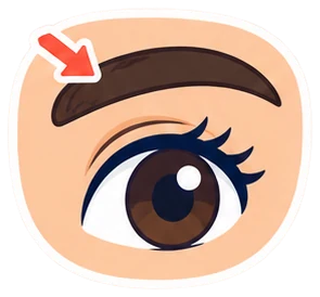 eyebrow: ceja en inglés (dibujo)