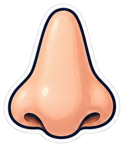 nose: nariz en inglés (dibujo)