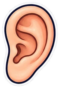 ear: oreja en inglés (dibujo)