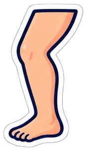 leg: pierna en inglés (dibujo)