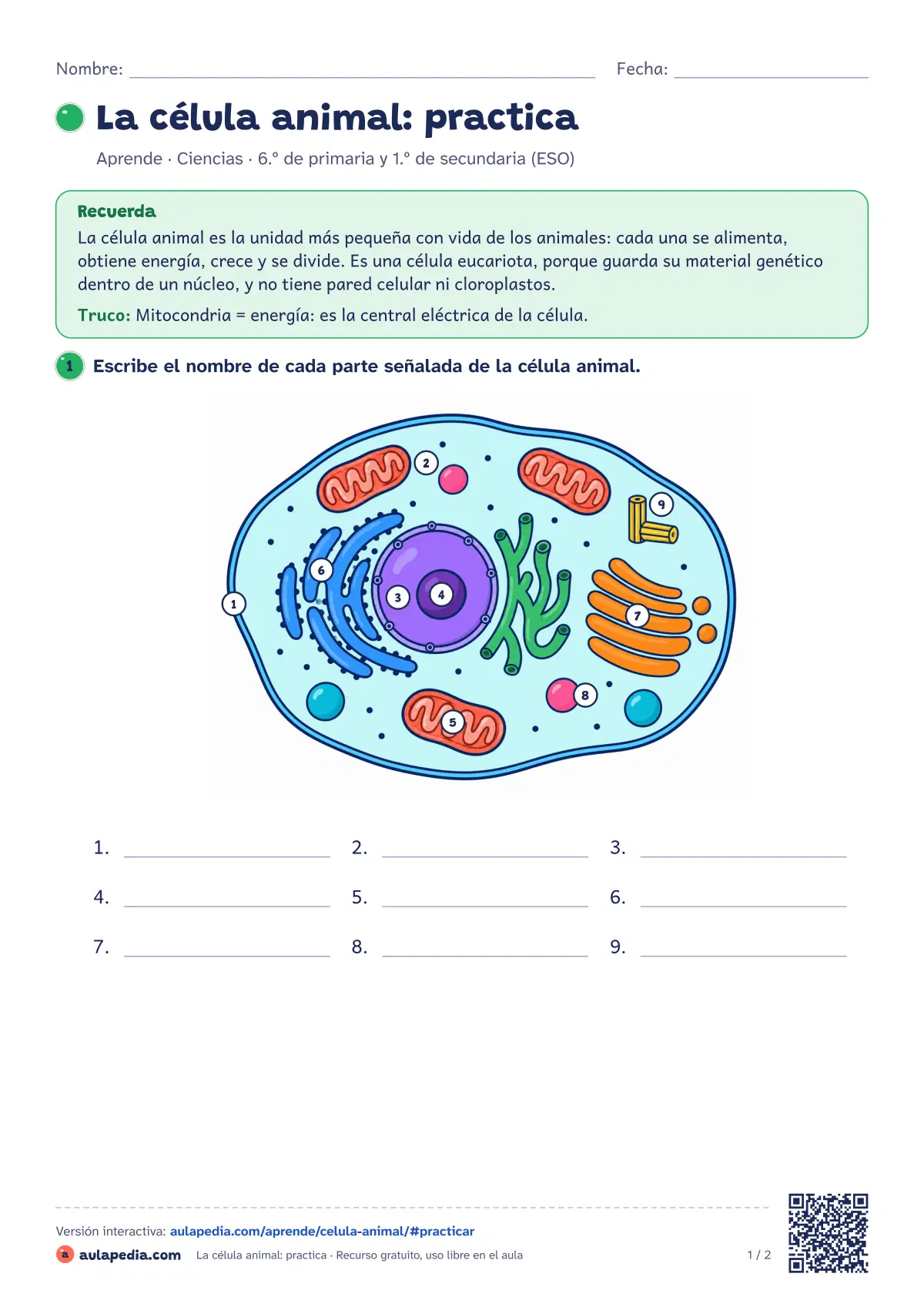 Primera página de la ficha «La célula animal: practica»: partes de la célula animal (membrana, citoplasma, núcleo, mitocondrias, Golgi, lisosomas…) con su función, un dibujo para rotular y ficha resuelta.
