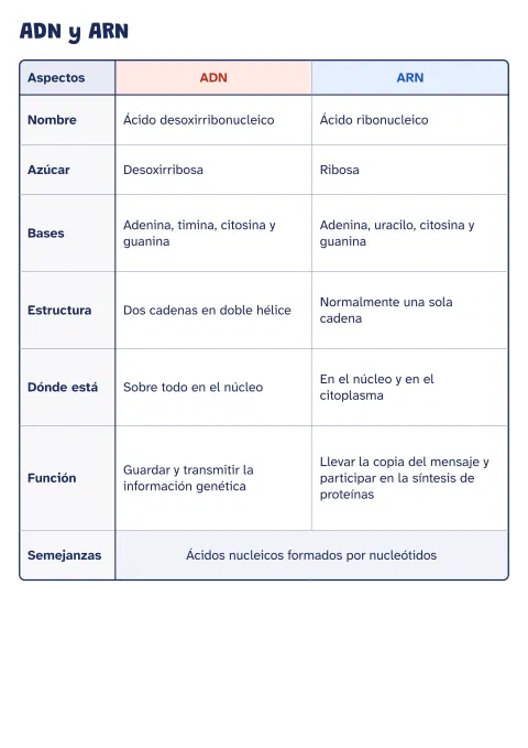 Cuadro comparativo de ADN y ARN: diferencias: vista previa
