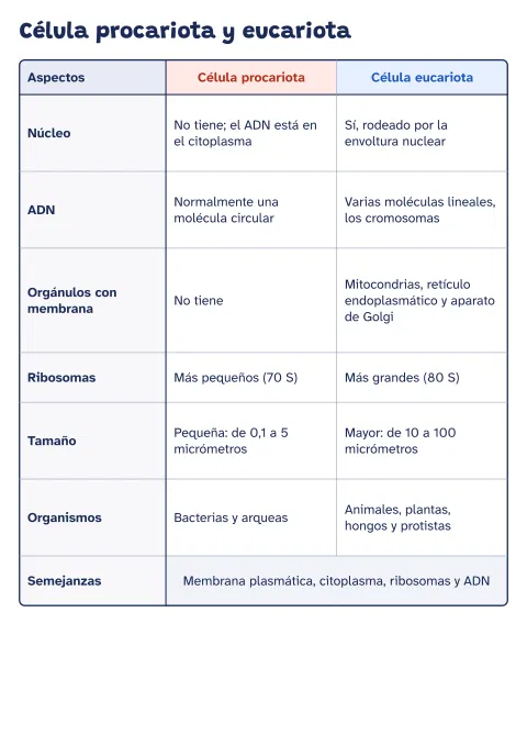 Cuadro comparativo de la célula eucariota y procariota: vista previa