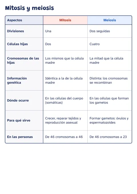 Cuadro comparativo de mitosis y meiosis: vista previa
