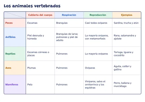 Cuadro de doble entrada de los animales vertebrados: vista previa