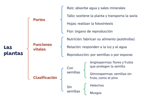 Cuadro sinóptico de las plantas: partes y clasificación: vista previa