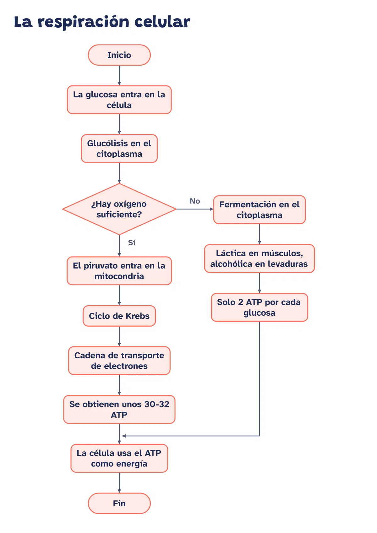Diagrama de flujo de la respiración celular. Con este diagrama de flujo puedes seguir a una molécula de glucosa dentro de la célula.