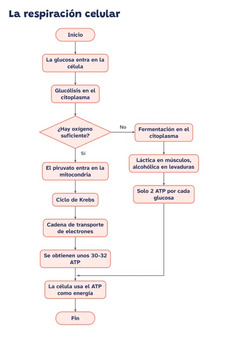 Diagrama de flujo de la respiración celular: vista previa