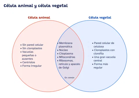 Diagrama de Venn de la célula animal y vegetal: vista previa
