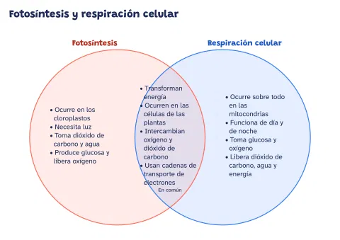 Diagrama de Venn de la fotosíntesis y la respiración celular: vista previa