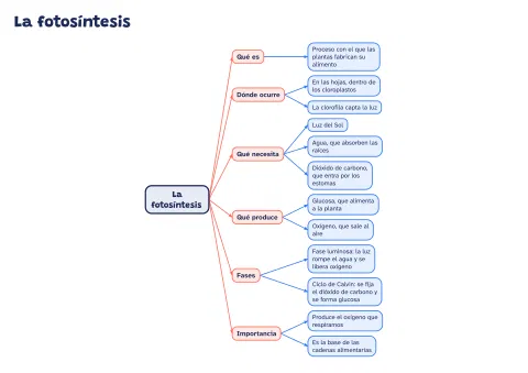 Esquema de la fotosíntesis: qué necesita y qué produce: vista previa