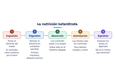 Mapa cognitivo de la nutrición heterótrofa: vista previa