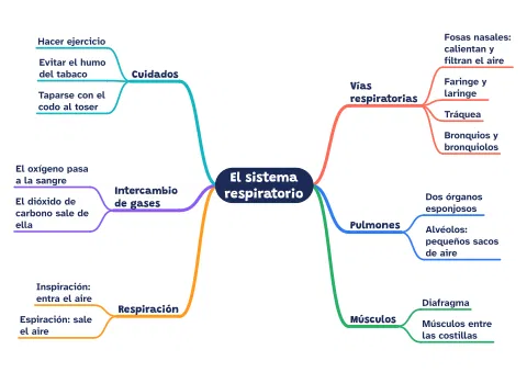 Mapa mental del sistema respiratorio: vista previa