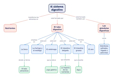 Mapa conceptual del sistema digestivo: vista previa