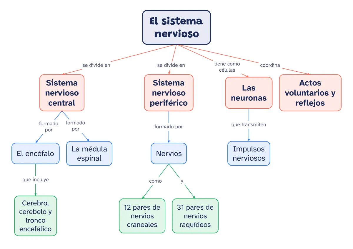 Mapa conceptual del sistema nervioso: partes y funciones. Este mapa ordena el sistema nervioso de lo general a lo particular.