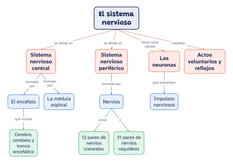 Mapa conceptual del sistema nervioso: partes y funciones: vista previa