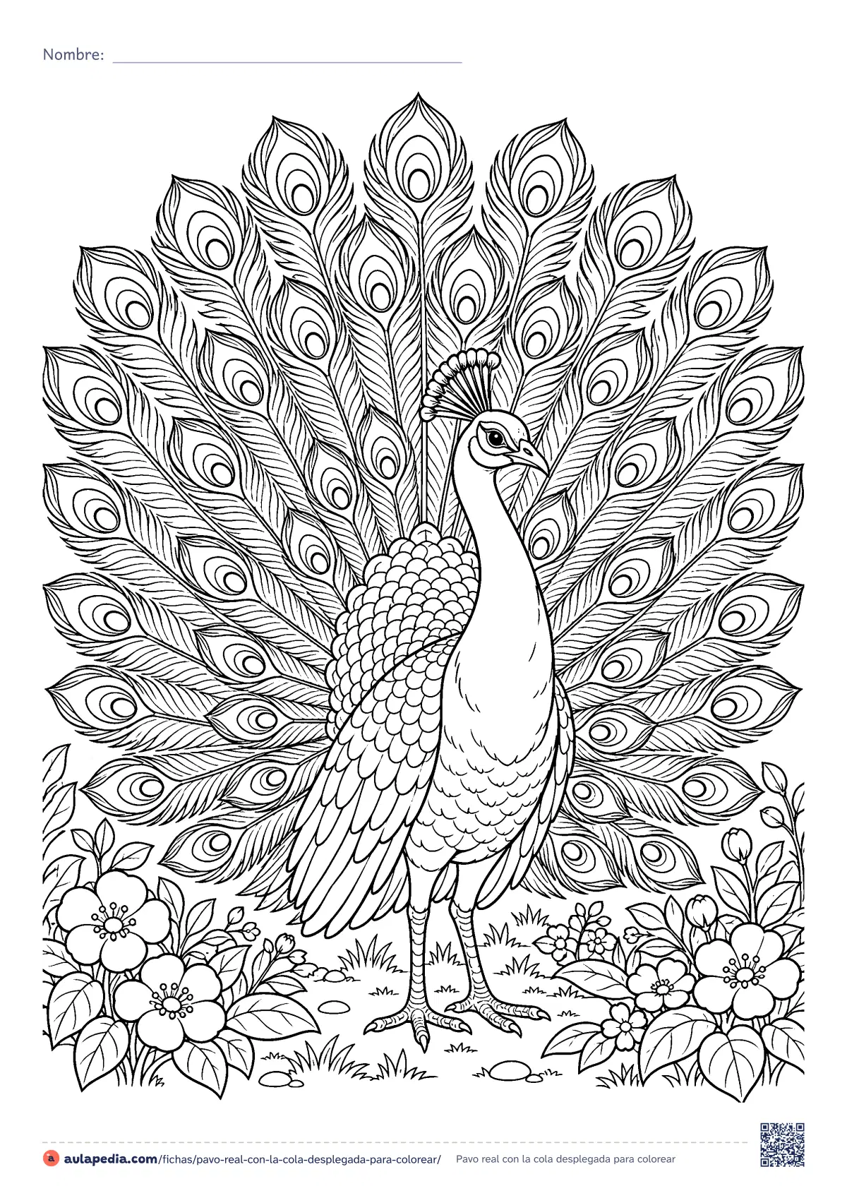 Primera página de la ficha «Pavo real con la cola desplegada»: un pavo real despliega su abanico de plumas, cada una rematada en un «ojo», en un jardín con flores. Dibujo detallado.