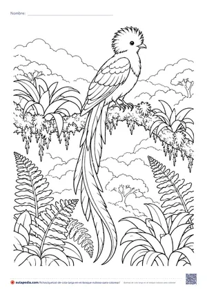 Vista previa de «Quetzal de cola larga en el bosque nuboso»
